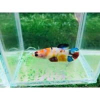 ราคา ปลากัด แกแล็คซี่นีโม่ เพศเมีย พร้อมผสมพันธุ์ (21563631468)