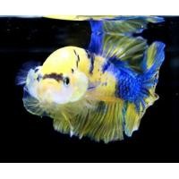 ราคา ปลากัดโม่เหลืองอวตาล เพศผู้ เพศเมีย มีรับประกันสินค้า (24500378829)