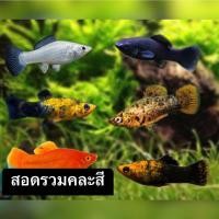 ราคา สวยงามมาก อาหารปลาดี นิยมมากตอนนี้ ส่งคู่ สอดรวมคละสี อาหารปลาสอดรวมเกรดสวยงาม (24524898267)