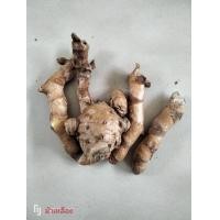 ราคา ว่านม้าเหลือง 1เหง้า ว่านม้าทอง แก้อาการอ่อนเพลีย เส้นยึด อัมพฤกษ์อัมพาต ริดสีดวง (16926186653)