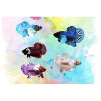 ราคา ปลากัด หูช้างหางสั้น คละสี (17267319131)