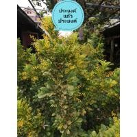 ราคา ต้นประยงค์ แก้วประยงค์ ประยงค์ หลวง ไม้ดอกหอม ไม้ไทยโบราณ ต้นจากกิ่งตอนพร้อมออกดอก (23260883861)
