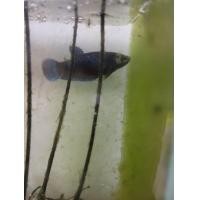 ราคา ปลากัด ตัวเมียพันธ์ ไอ้ควาย สายกัด (23681208832)