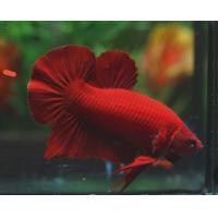 ราคา ปลากัด สีแดงล้วน เพศผู้และเมีย (24248225649)