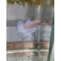 ราคา ปลากัดหม้อด่าง สายกัด เพศเมียและเพศผู้ (24128275978)