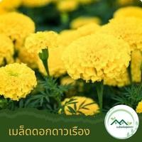 ราคา เมล็ดพันธุ์ดอกดาวเรืองใหญ่ สีเหลือง ดาวเรืองสีเหลือง 50 เมล็ด ปลูกง่าย ดอกใหญ่ (21697951501)