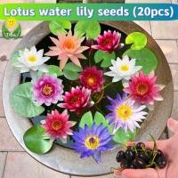 ราคา จัดส่งที่รวดเร็ว เมล็ดพันธุ์บัวจิ๋ว เมล็ดดอกบัว บรรจุ 20 เมล็ด Lotus Water Lily Seeds Flower Seed บอนสี เมล็ดดอกไม้ เมล็ดบัวแคระ บอนไซ เมล็ดดอกบัวน้ำ บัวจิ๋วญี่ปุ่น บัวแคระญี่ปุ่น พืชไฮโดรโปนิ พันธุ์ด