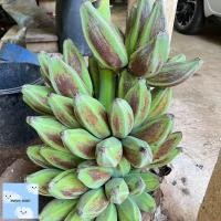 ราคา หน่อกล้วยหักมุกทอง กล้วยหักมุกทอง (20892484471)