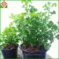 ราคา ต้นวอเตอร์เครส กระถาง7 5นิ้ว ต้นใหญ่ Watercress สลัดน้ำ ผักน้ำ วอเตอร์เครส วอเตอร์เครสเขียว (22506637064)