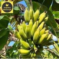 ราคา กล้วยหักมุกทอง หน่อกล้วยหักมุกทอง (16216303559)