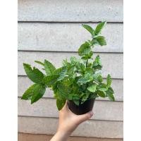 ราคา ต้นเฉาก๋วยชากังราวของแท้ (22238583747)