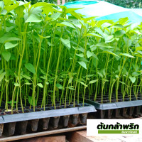 ราคา ต้นกล้าพริก อัมพวา โกลด์ พริกขี้หนู พริกจินดา ต้นกล้าผัก 30ต้น (17475685975)