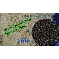 ราคา ถั่วแขกเพาะงอก T9 สำหรับเพาะถั่วงอก ขนาด 1 กก คัดเกรด ตาเมล็ดถั่วโปนขาวดีมาก (9893588788)