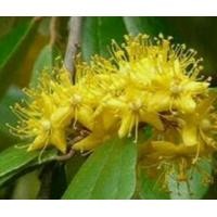 ราคา ต้นรวงผึ้ง ไม้ดอกหอม ไม้ประจำพระองค์รัชกาลที่10 (4087512832)