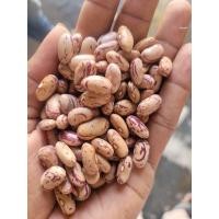 ราคา Rajma Chitra 500g Pinto Beans (14665118969)