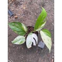 ราคา อิพิ มาเบิ้ล Epi marble อิพิมาร์เบิ้ล Epipremnum Pinnatum Marble Variegated (21177325283)