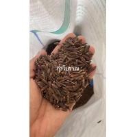 ราคา เมล็ดพันธุ์ข้าวเหนียวดำพื้นเมือง 1 กิโลกรัม (21284847525)