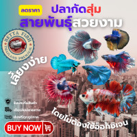 ราคา สุ่มกัดเทพ สวยงาม ปลากัดสุ่มทุกสายพันธุ์ 4 5 เดือน ขนาดโตเต็มวัย (23469243466)