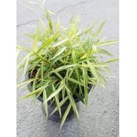 ราคา ต้นไผ่แมว หญ้าไผ่เงิน ไผ่แมว ต้นหญ้าไผ่เงิน ต้นยาแมว ไผ่สำหรับแมว ยาแมว หญ้าให้แมว (17214849438)