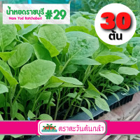 ราคา ต้นกล้า ต้นกล้ามะเขือ 30 ต้น มะเขือเปราะ มะเขือน้ำหยด เบี้ยมะเขือ ราชบุรี 29 (17170655830)