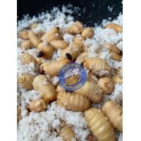 ราคา ด้วงสาคูสด ด้วงมะพร้าว อาหารชูก้าราคาถูก 100กรัม Sago Beetle (21577638116)