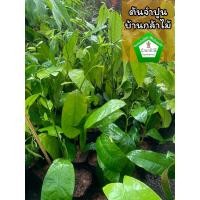 ราคา ต้นจำปูน ต้นแข็งแรง ระหว่างขนส่งสินค้าเสียหาย ทางร้านรับผิดชอบทุกรณีจ้า (14602437662)