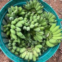 ราคา กล้วยหอมทอง 1หวีมี11 14ลูก กล้วยน้ำหว้า ส่งตรงจากสวน ใช้ไหว้ ทำขนมดี (23685880243)