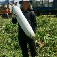 ราคา เมล็ดพันธุ์ฟักแฟงงาช้าง ลูกยาว ใหญ่ ได้น้ำหนัก ซองละ 100 เมล็ด (21742779665)