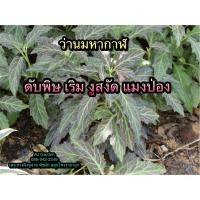 ราคา ว่านมหากาฬ กระถาง ถุงดำ (398100347)