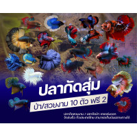 ราคา ชุดเริ่มต้น สำหรับเลี้ยงปลากัด กล่องปลากัดสวยงาม ปลากัดป่า หม้อ คาเทล คราวเทล หม้อกาเลคซี่ ฮาฟมูน และอีกมากมาย (23521870416)