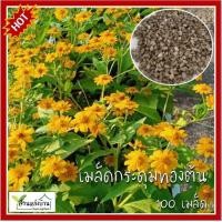 ราคา 100 เมล็ด กระดุมทอง กระดุมทองต้น เมล็ดกระดุมทอง เมล็ดกระทุมทองต้น เบญจมาศเครือ กระดุมทองเลื้อย (14306914166)
