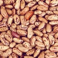 ราคา Pinto Beans Rajma ถั่วแดงหลวง ถั่วปินโต 500 g (12511877726)