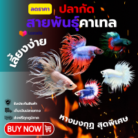 ราคา คราวเทล ปลากัดคราวเทล สามารถเลือกเพศได้ รับประกันการจัดส่ง (23665631641)