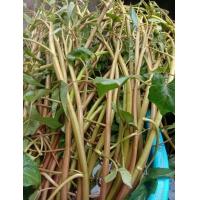 ราคา เมล็ดผักบุ้งแดงซอง200 300เมล็ด ปลูกในโอ่ง ในอ่างในนาหรือลงแปลงก็ได้ (13855064343)