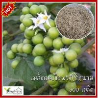 ราคา 300 เมล็ด มะเขือพวงไร้หนาม หยกสยาม เมล็ดมะเขือพวงไร้หนาม เมล็ดมะเขือพวง มะเขือพวง มะเขือแว้ง เมล็ดมะเขือแว้ง (24274811194)