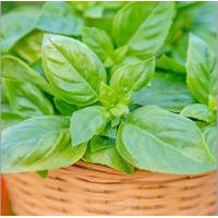 ราคา 500 เมล็ด โหระพาฝรั่ง อิตาเลี่ยนเบซิล โหระพาใบใหญ่ โหระพาอิตาเลี่ยน เมล็ดโหระพาฝรั่ง เมล็ดอิตาเลี่ยนเบซิล เมล็ดโหระพาใบใหญ่ เมล็ดโหระพาอิตาเลี่ยน (21822868637)