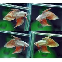 ราคา ปลากัดจีนคอป เพศผู้ มีสีทอง ดำ ชมพู แดง ส้ม (24237732609)