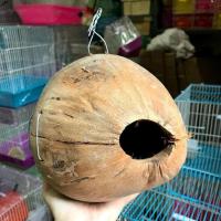 ราคา ลูกมะพร้าวทำรัง นกหงส์หยก กระรอก กระแต ไซส์กลาง ใหญ่ (780454952)