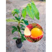 ราคา ต้นเงาะสีทอง ผลเนื้อสีทอง ผลใหญ่รสหวาน (17116629945)