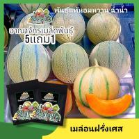 ราคา 5แถม1เมล็ดพันธุ์เมล่อนฝรั่งเศษ OP 10เมล็ด เมล็ดพันธุ์เมล่อนพันธุ์พื้นเมืองฝรั่งเศษ เมล็ดพันธุ์เมล่อนนำเข้า เมล็ดพันธุ์ผักสวนครัว เมล็ดพันธุ์คุณภาพ (22020733288)