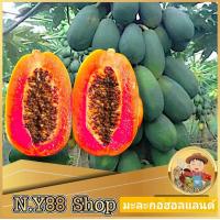 ราคา เมล็ดมะละกอฮอลแลนด์ คัดพิเศษ 20เมล็ด เมล็ดพันธุ์มะละกอฮอลแลนด์ ความหวานสูงถึง13บริช ลูกใหญ่ ให้ผลดก เมล็ดพันธุ์คัดพิเศษ อัตราการงอกสูง (21331556066)