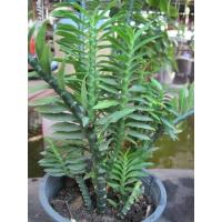 ราคา ต้นว่านตีนตะขาบ ไม้มงคล (12322441771)