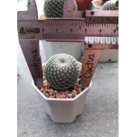 ราคา แมมนกฮูก mammillaria microthele กระบองเพชร แคตัส ไม้มงคล (12609824252)