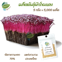 ราคา เมล็ดพันธุ์ ต้นอ่อน ผักโขมแดง ฺRed Amaranth ไมโครกรีน Microgreens (11992590650)