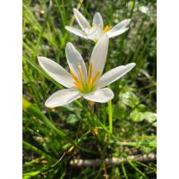 ราคา บัวดินแคนดิดา สีขาว 15 หัว (23053004916)