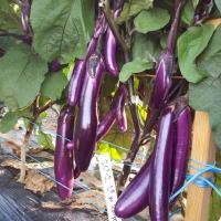 ราคา เมล็ดพันธุ์ มะเขือยาว สีม่วงญี่ปุ่น Japanese Pickling Eggplant Seed 20 เมล็ด คุณภาพดี ราคาถูก ของแท้ 100 (13481778801)
