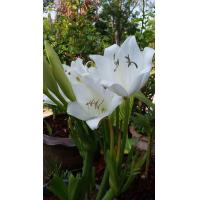 ราคา ดอกว่านมหาบัวขายหอมมาก1หัวพันธ์ดอกไม้โบราณหายาก (21685439602)