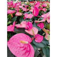 ราคา ต้นดอกหน้าวัวสีชมพูแคระ1ต้นถุงดำ (24479664453)