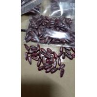 ราคา เมล็ดพันธุ์ทานตะวัน แมมมอธ 100เมล็ด แถมอีก 100เมล็ด ปลูกโชว์สวยงาม ทนแล้ง ดอกใหญ่ (1606312873)