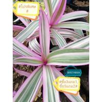 ราคา กาบหอยแครงสีชมพูเพชรสายรุ้ง อยู่เย็นเป็นสุขชุด 1 ต้น ต้นใหญ่ส่งแบบมีรากที (8993661312)